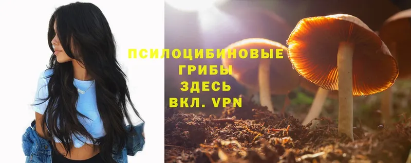 кракен маркетплейс  Мосальск  Псилоцибиновые грибы Psilocybe 