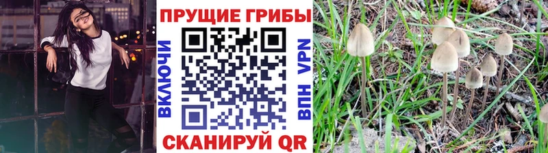 Псилоцибиновые грибы GOLDEN TEACHER  Мосальск 